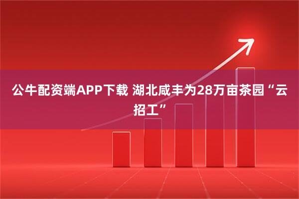 公牛配资端APP下载 湖北咸丰为28万亩茶园“云招工”
